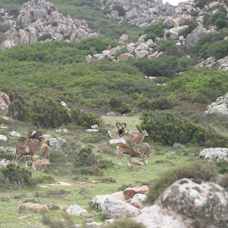 B&B Il Dodo Monastir Eksteriør bilde