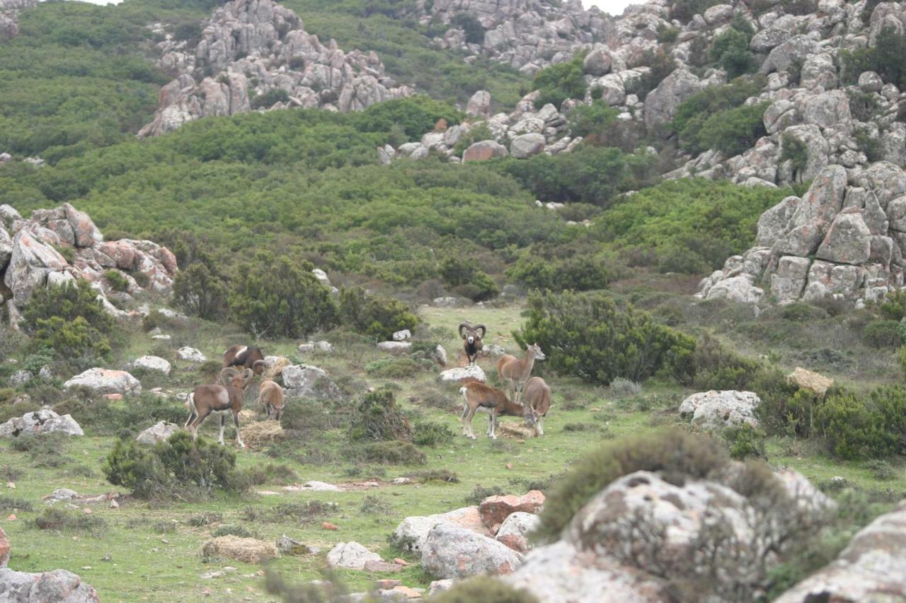 B&B Il Dodo Monastir Eksteriør bilde