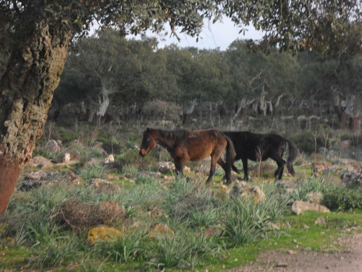 B&B Il Dodo Monastir Eksteriør bilde